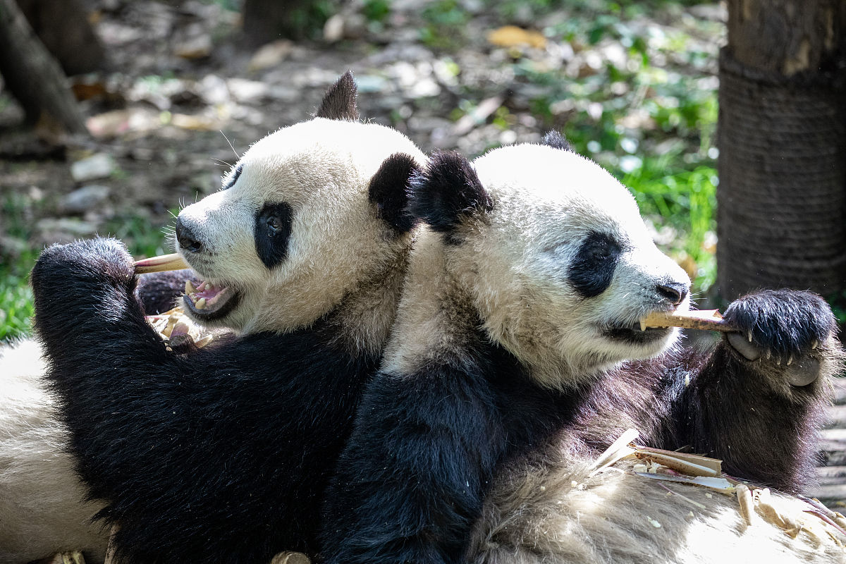 2021年成都铁路运输学校招生情况详解 - 报考指南