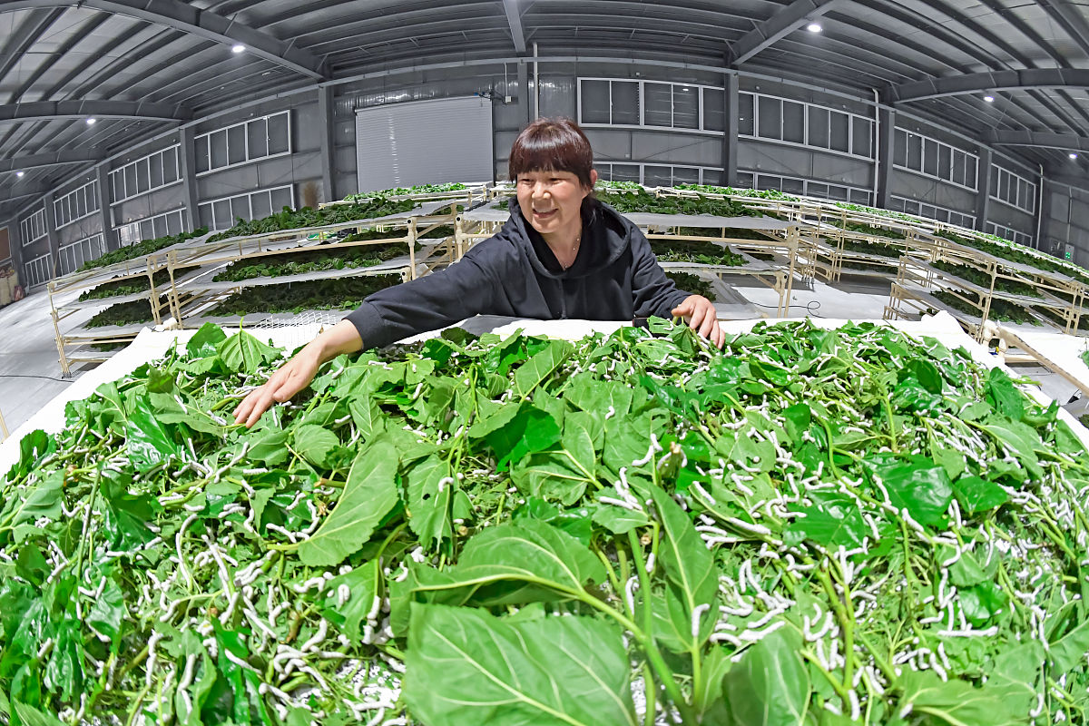 蚕桑技术专科专业怎么样？用发