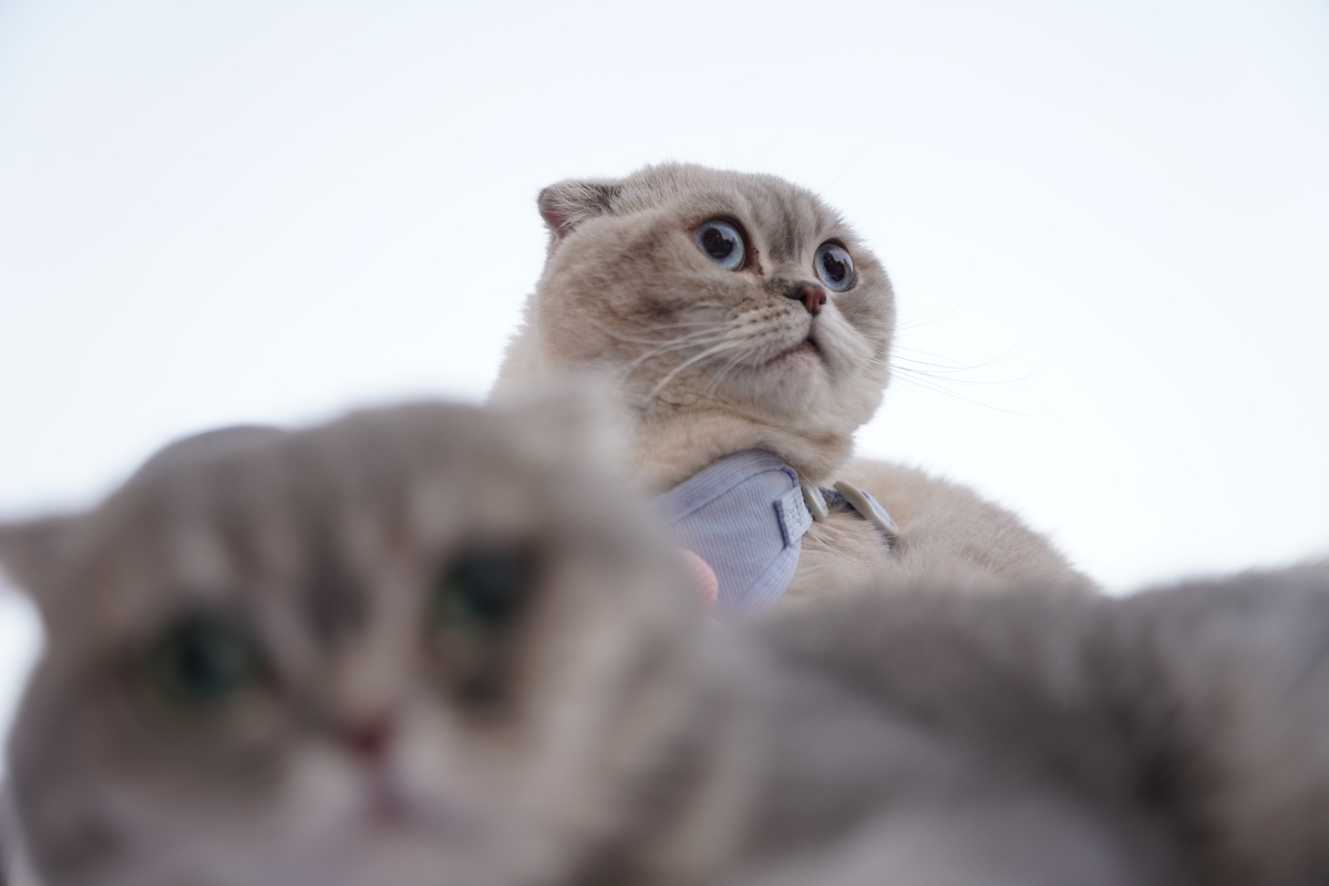 🙀 当猫猫出糗翻车，它们的小脑袋瓜在想什么？