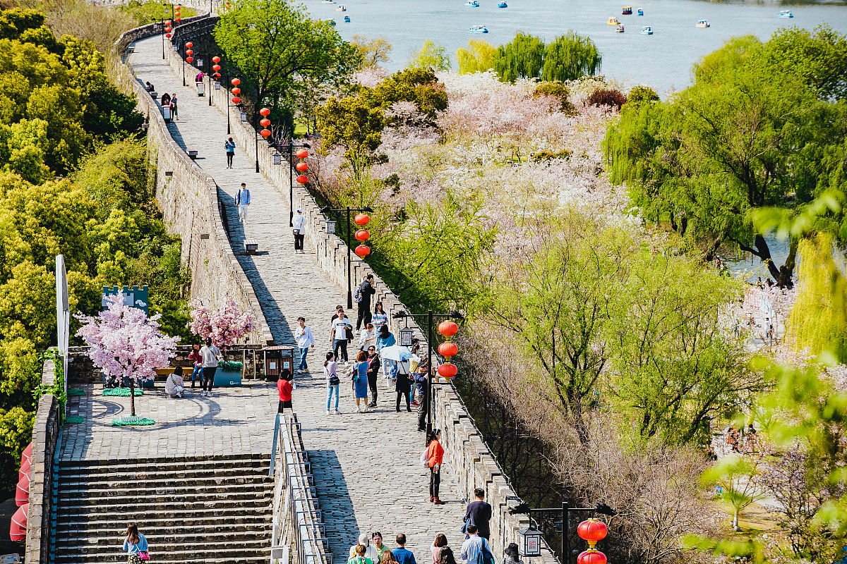 2021年3月26日,春日的南京城墙,绿树樱花,很好看,尤其是玄武湖一段的
