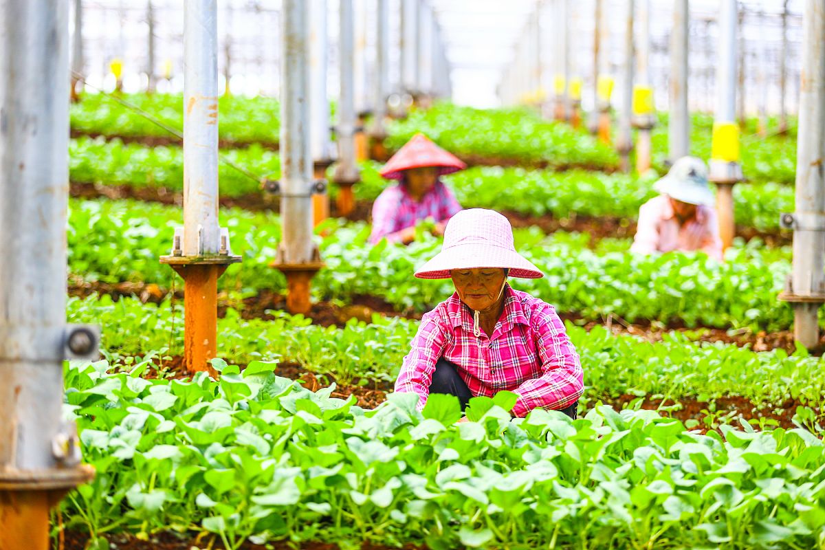 观光农业经营专业课程：学习内容及未来发展