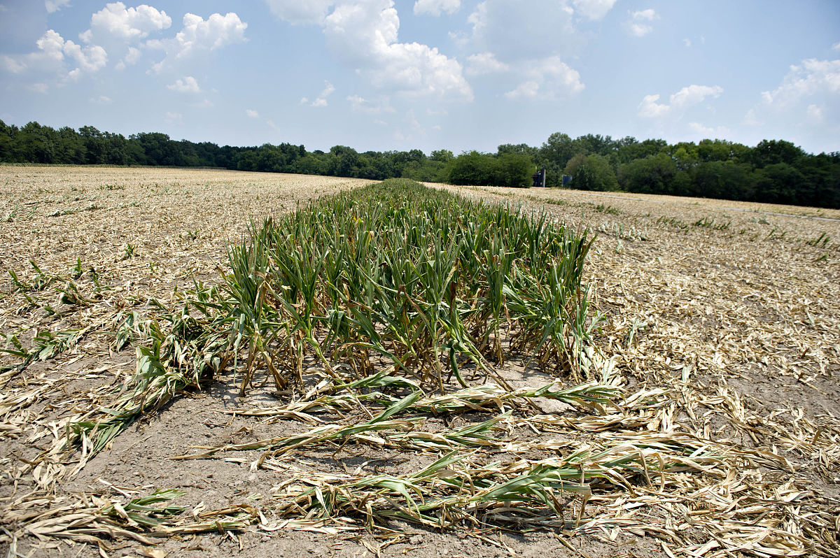 嘉兴市作物产量对天气响应的空间面板模型：变量效应和显著性分析