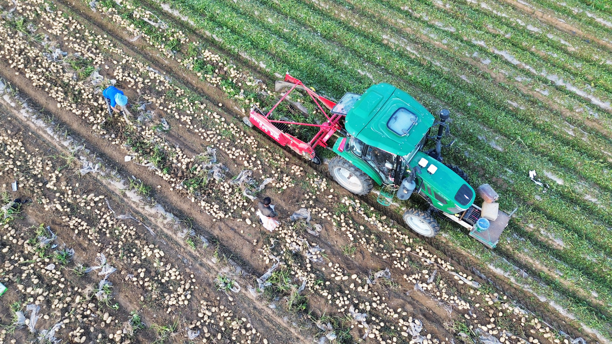 大葱收割机现状分析：效率、切割质量、自动化等问题及未来展望