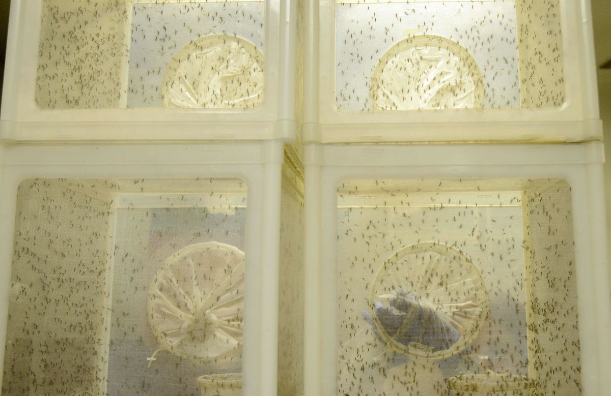 请帮我将以下英文翻译成中文：A second possibility is that they simply reflect the idiosyncratic choice of the two experimenters It was of course not feasible to use the same material in the two studies since a word