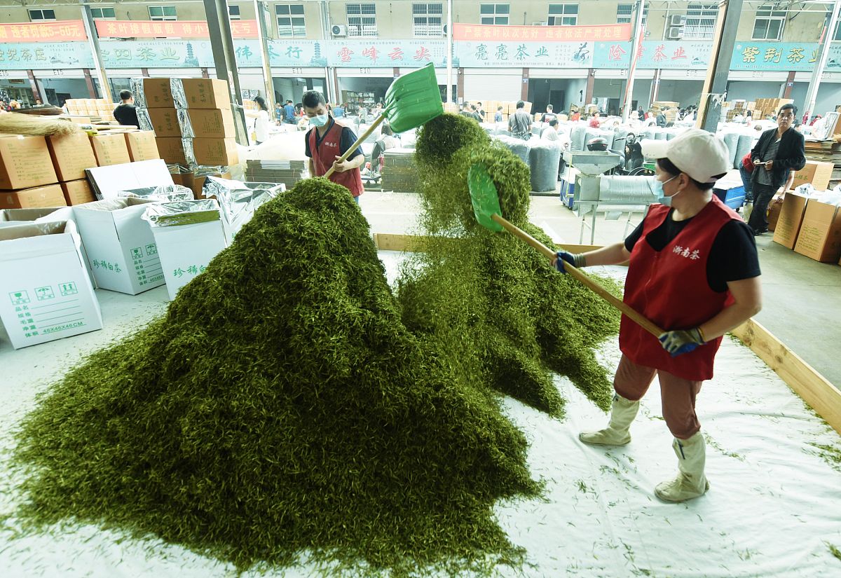 浙农113扁茶黄绿制作方法 - 简单易学