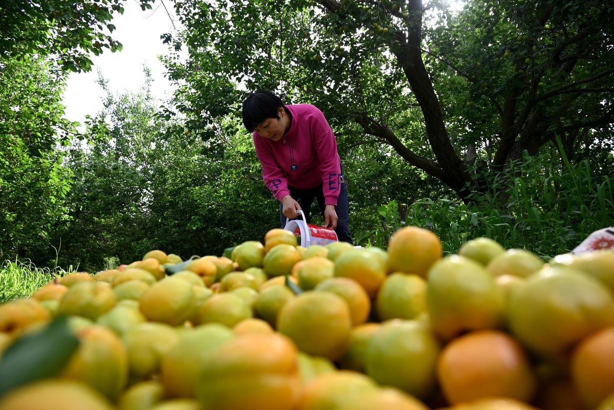 云南柑橘加工优势解读：气候宜人 品种多样 技术先进