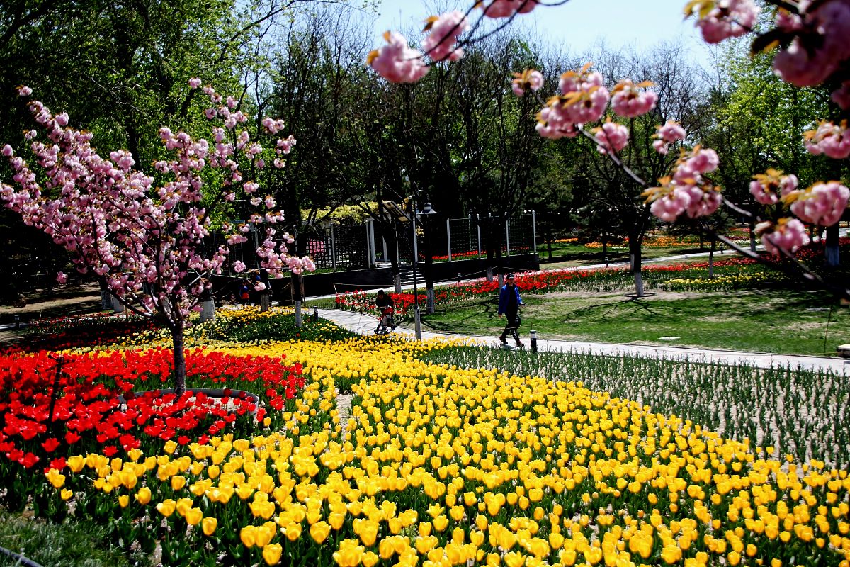2019年4月14日,北京,在世界花卉大观园内,郁金香花盛开,不同品种,色彩