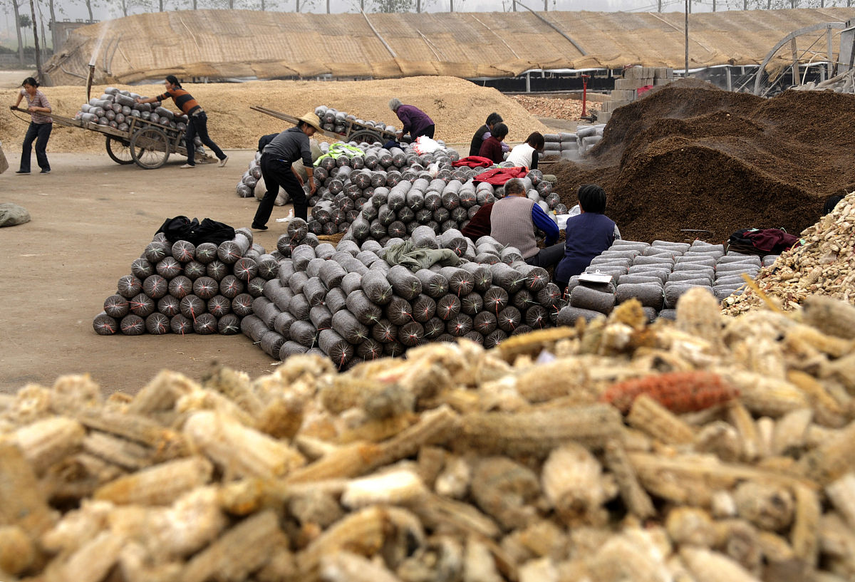粮食菌种：提升产量、改善品质的秘密武器