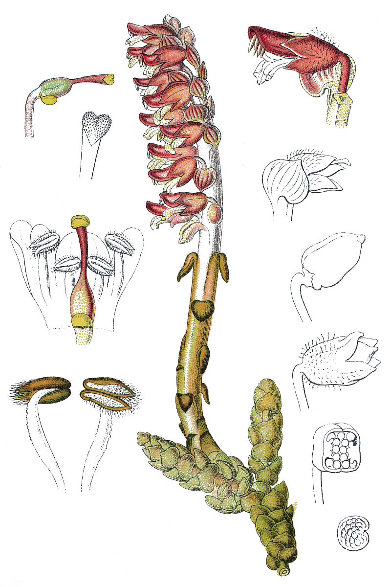 大鼠臂丛神经损伤模型：构建、应用及研究进展