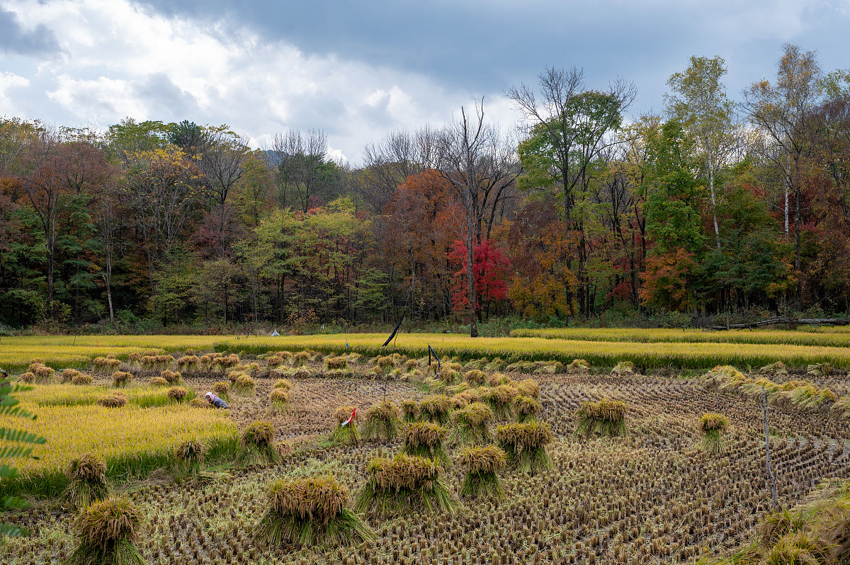 秋日漫步：感受大自然的美丽与快乐