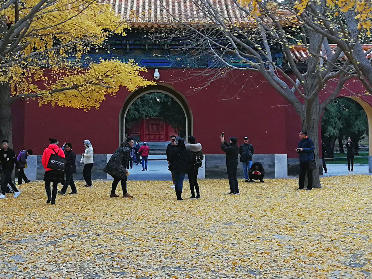 2018年11月15日,正值初冬时节,北京刮起偏北风,中山公园银杏大道落满