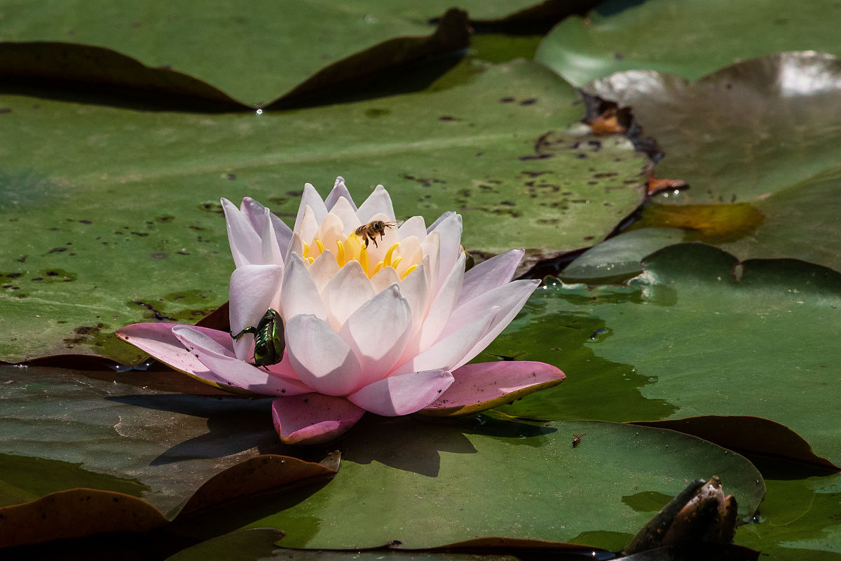 重庆幼师学校培养优秀幼儿教师的秘诀