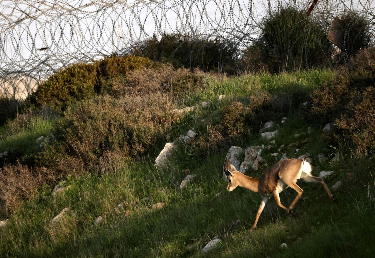以日益放大的物种濒临灭绝问题人类何以为家？为题完成一篇4500字论文