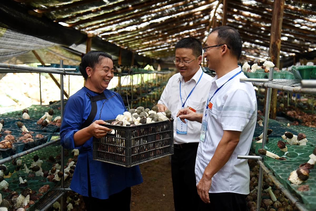 精准扶贫食用菌生态种植竞争分析1000字
