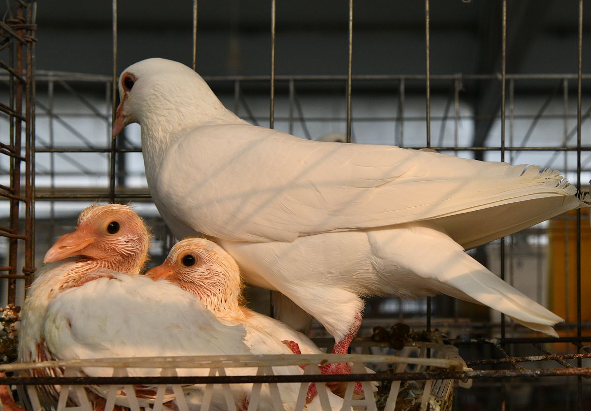 黑龙江民族职业学院动物科学与技术专业优势特点解析