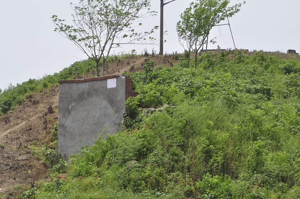 坟地栽槐树好吗？风水禁忌及注意事项