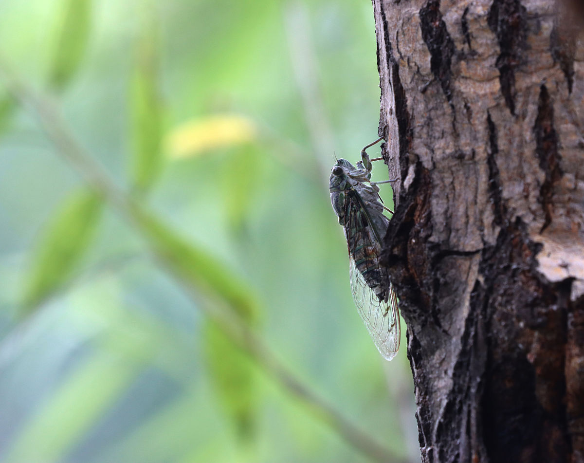 知了的叫声可以用什么来形容
