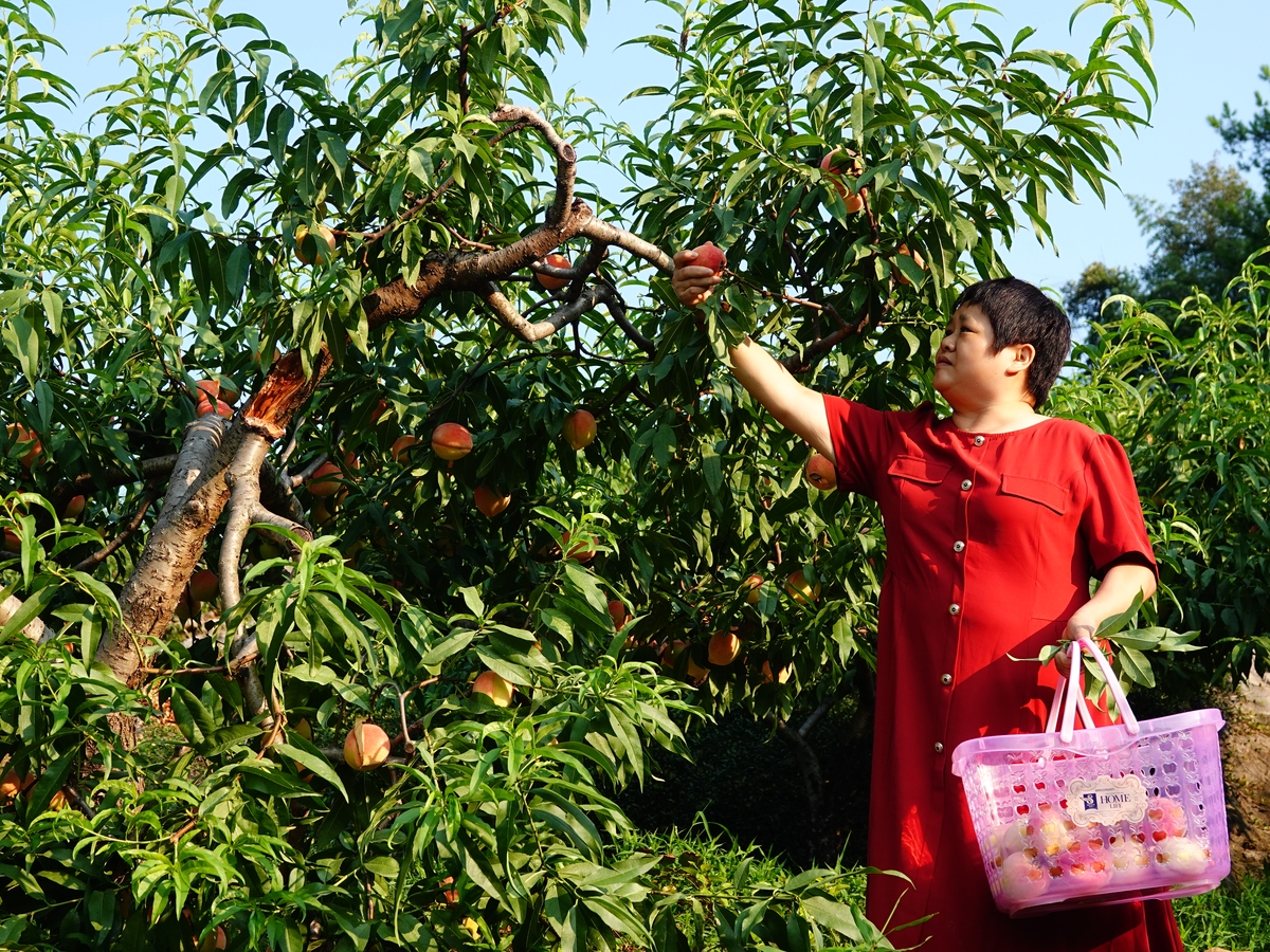 油桃：10大卖点，从种植到口感，全方位解析