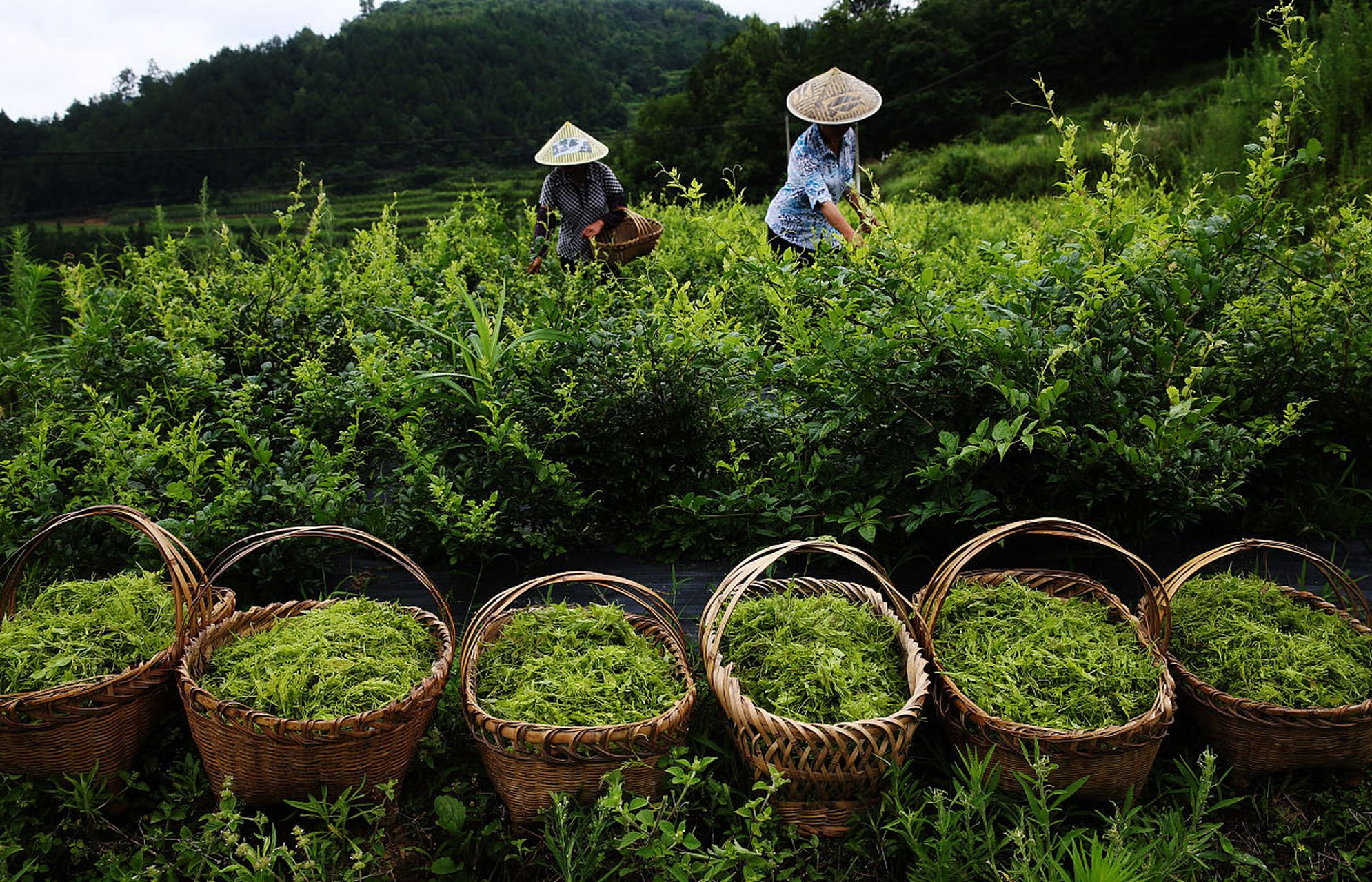 去恩施寻宝 藤茶,又叫茅岩青霜茶,青霜古藤茶,神仙茶,龙须茶等 是