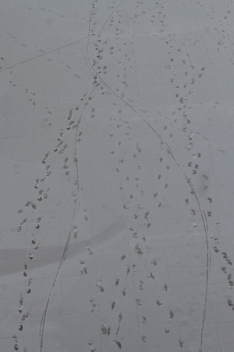 松松花伴侣片的成分分析和质量控制研究？