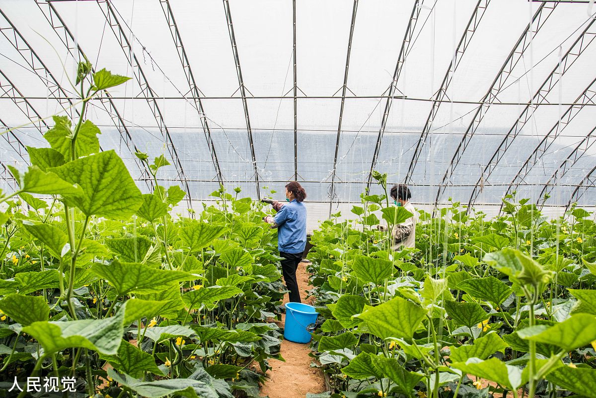 黄瓜育种方案计划书。包含育种目标、育种途径、育种步骤等