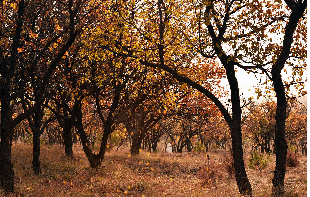 甘肃环县职业中等专业学校2022年招生专业-附专业介绍