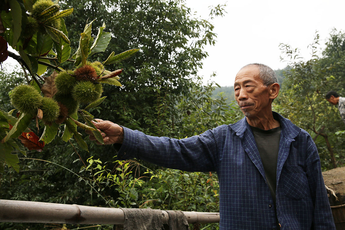 请帮我写1篇650字的博客文章主题是：板栗怎么储藏效果最好