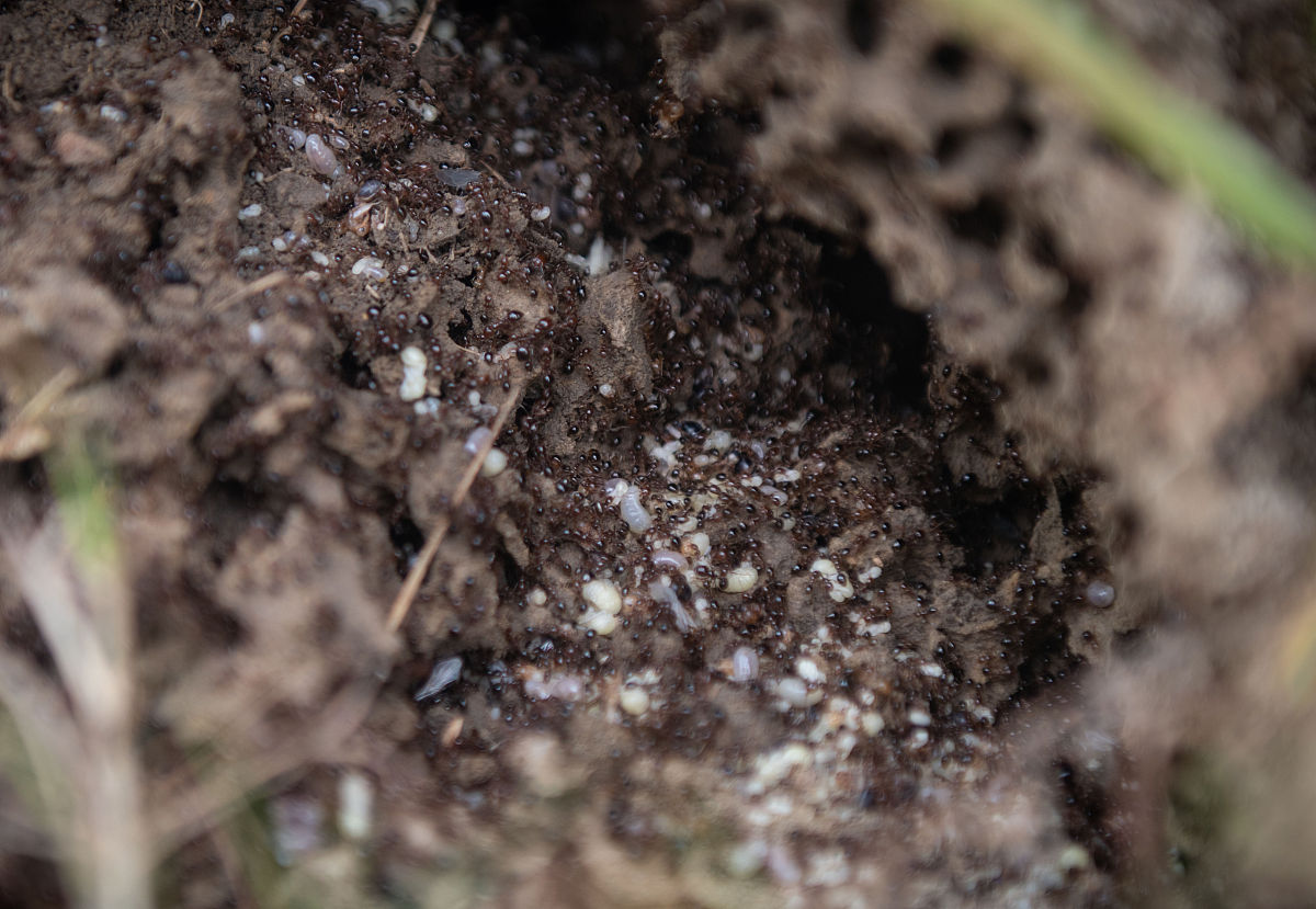 全球生物入侵案例分析：从红火蚁到紫杉卷叶蛾