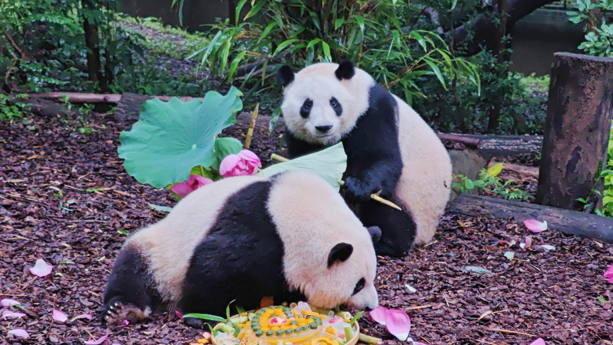 四川人手一只熊猫？真相大揭秘！