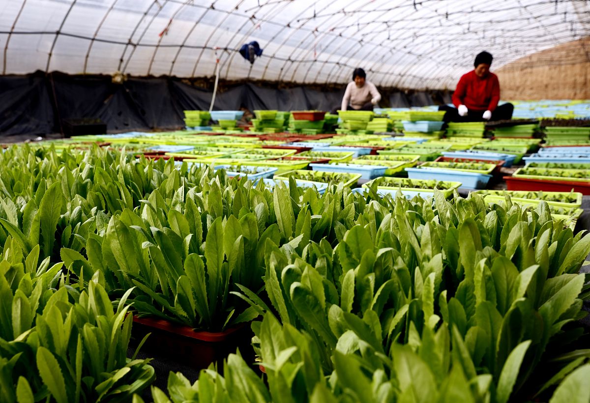 耐盐碱植物种质资源库：3000万投资打造现代种业创新引擎