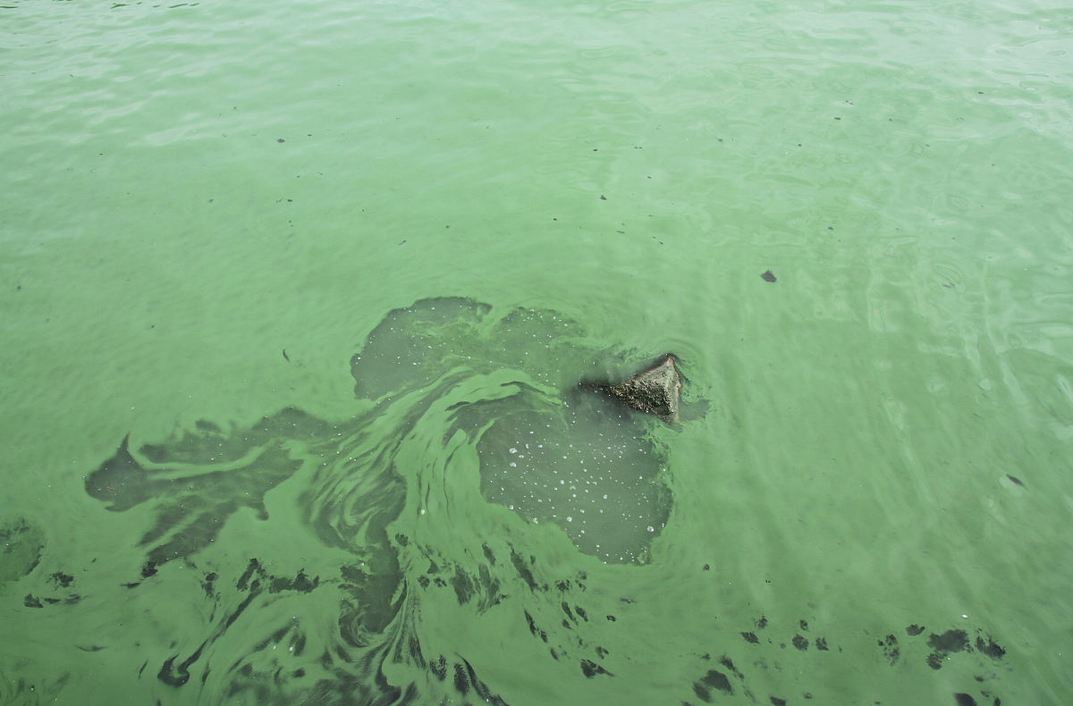 太湖蓝藻爆发：原因、危害及治理措施