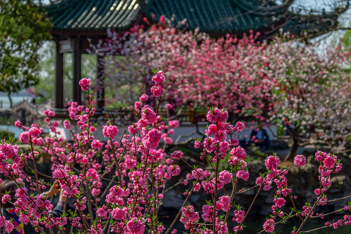 襄阳春日美景诗：百花争艳，游人乐陶陶