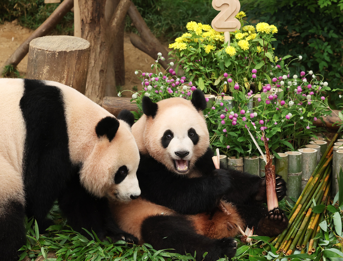 大熊猫双胞胎萌宝萌玉介绍 - 成都大熊猫繁育研究基地