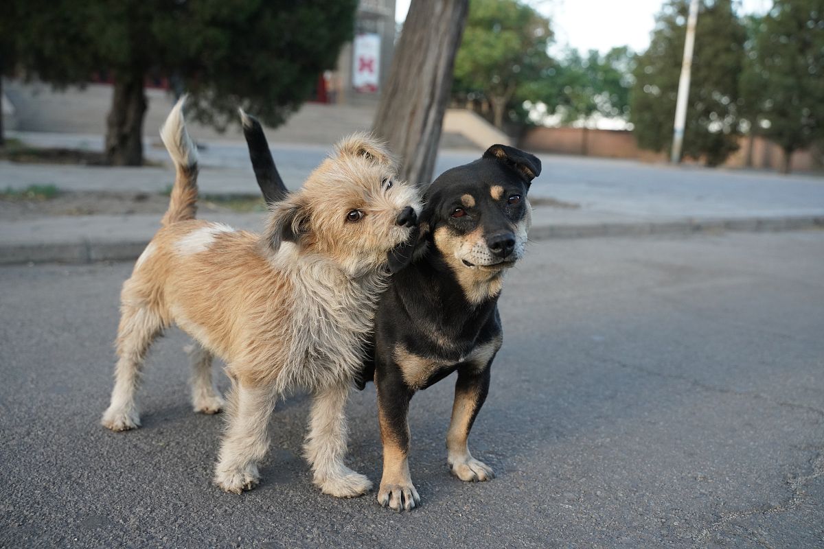 文章描写我家新来的可爱的小土狗来福