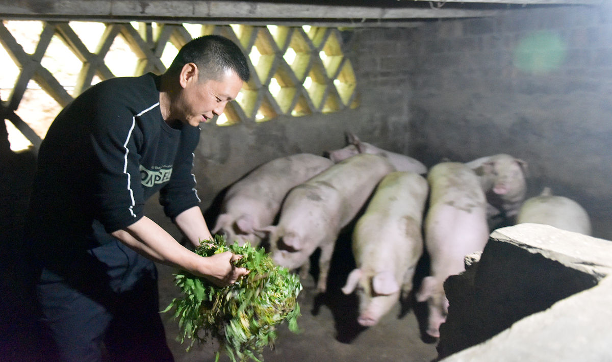 千头猪养几亩蚯蚓回答加拓展。