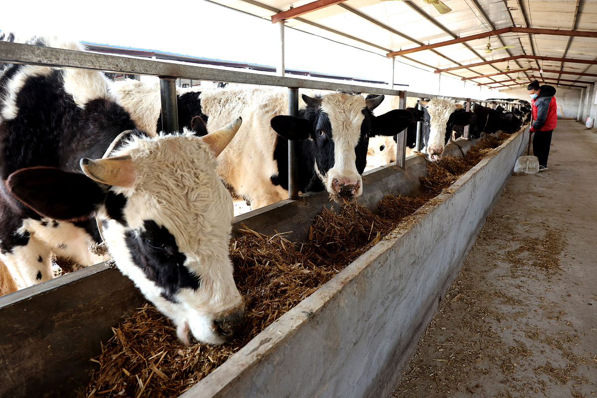 改写：自改革开放至今45年以来中国奶牛养殖业实现了蓬勃发展我国已经成为了奶牛养殖大国奶牛养殖业也成为了我国农村经济发展的重要支柱产业对于促进乡村振兴计划发挥着重要作用。伴随着我国规模化奶牛养殖比重的逐年提高奶牛养殖业开始向现代化方向发展。奶牛个体识别作为奶牛养殖业现代化发展的关键因素其方法的研究引起了广泛的关注。由于传统奶牛个体识别方法不能够自动、快速、准确的实现奶牛个体身份识别所以在规模化养殖场