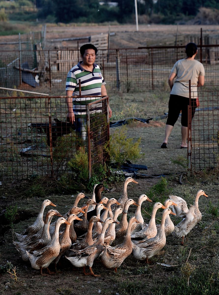 FS20 模拟农场手游：体验真实农场经营乐趣