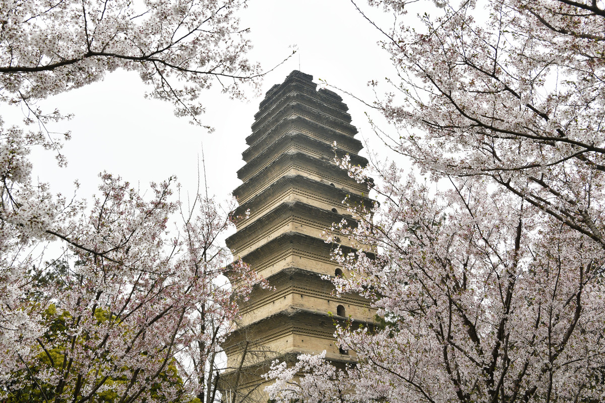2026年3月25日,西安,小雁塔.