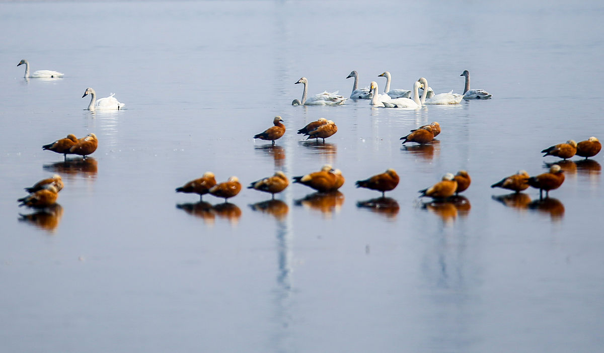 猎雷潜水员搜索水雷的巡航路线如何确定