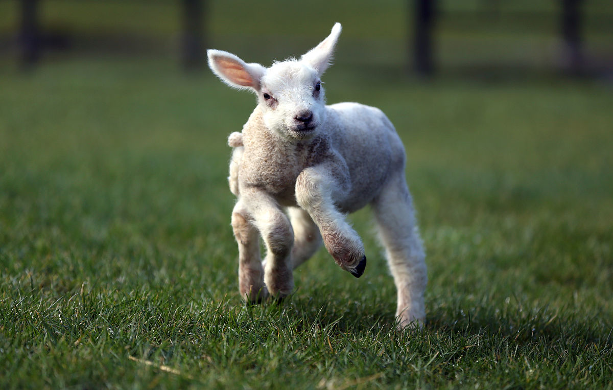 概率计算：求解事件AB的联合概率