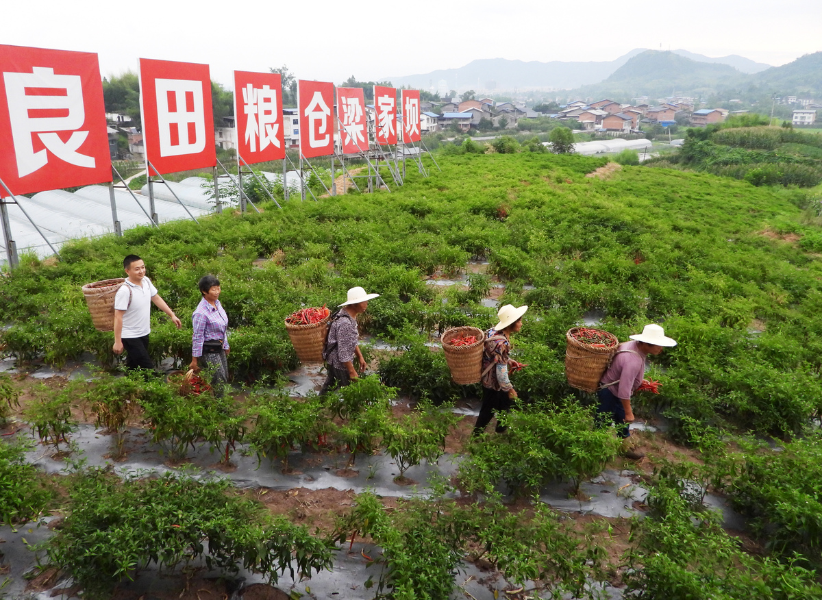 灌阳县砂糖桔果园弃管问题严重，亟需多方协力解决
