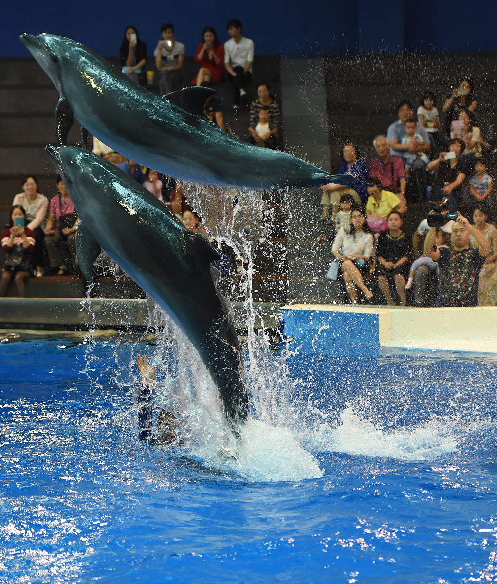 海洋公园探秘：奇妙海洋生物与精彩活动