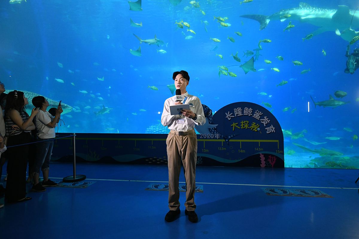2020年8月30日,"世界鲸鲨日"珠海长隆海洋王国开展鲸鲨大探秘活动,带