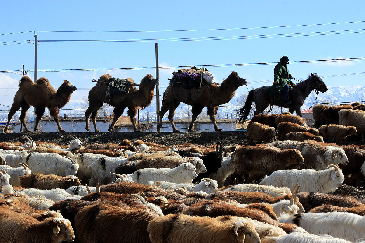 小学作文：探秘草原，感受自然之美