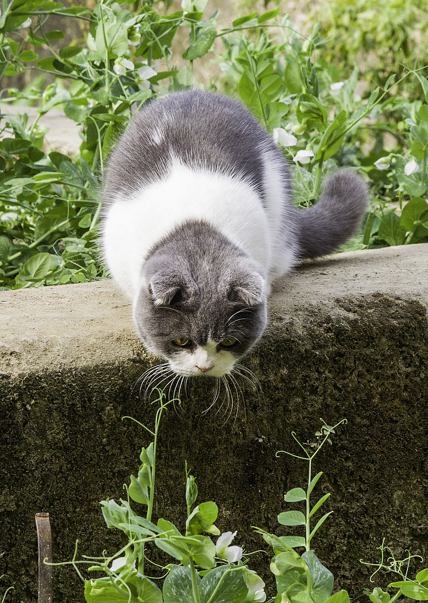 哔哩哔哩养猫UP主推荐：猫咪日常、训练、健康护理全攻略