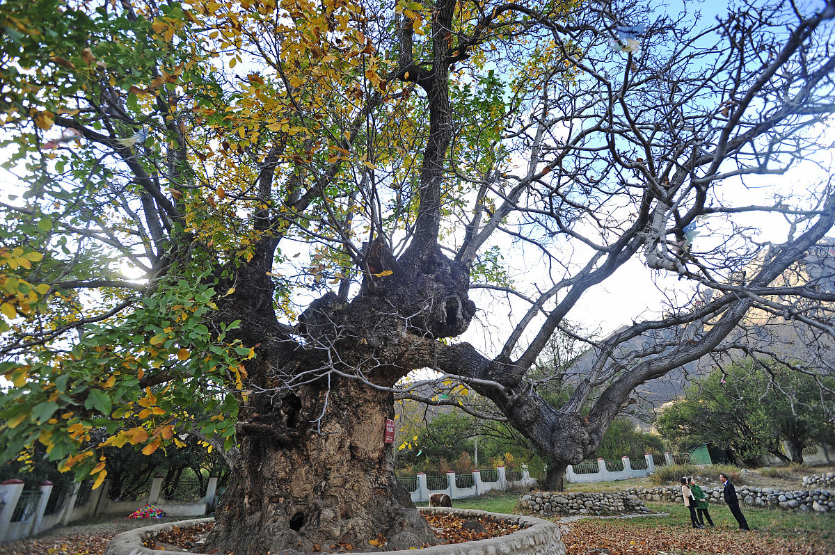 房后有桑树有什么讲究