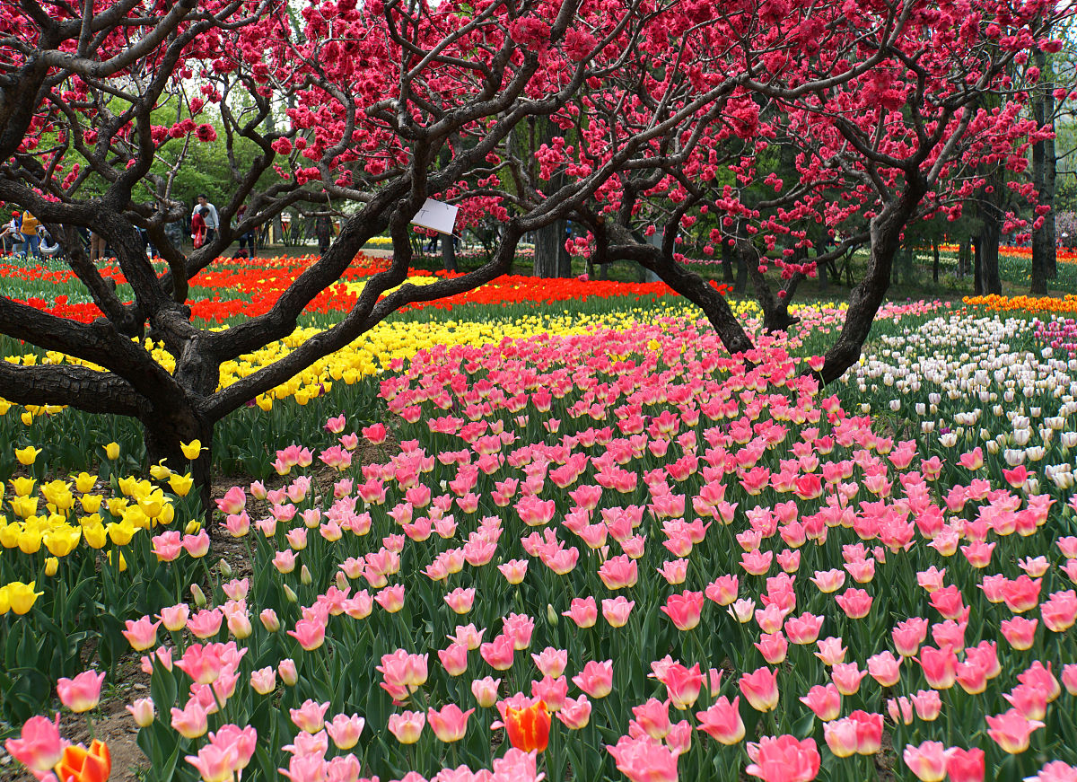 四月五月：春季的黄金时期，赏美景、享乐趣、促学习