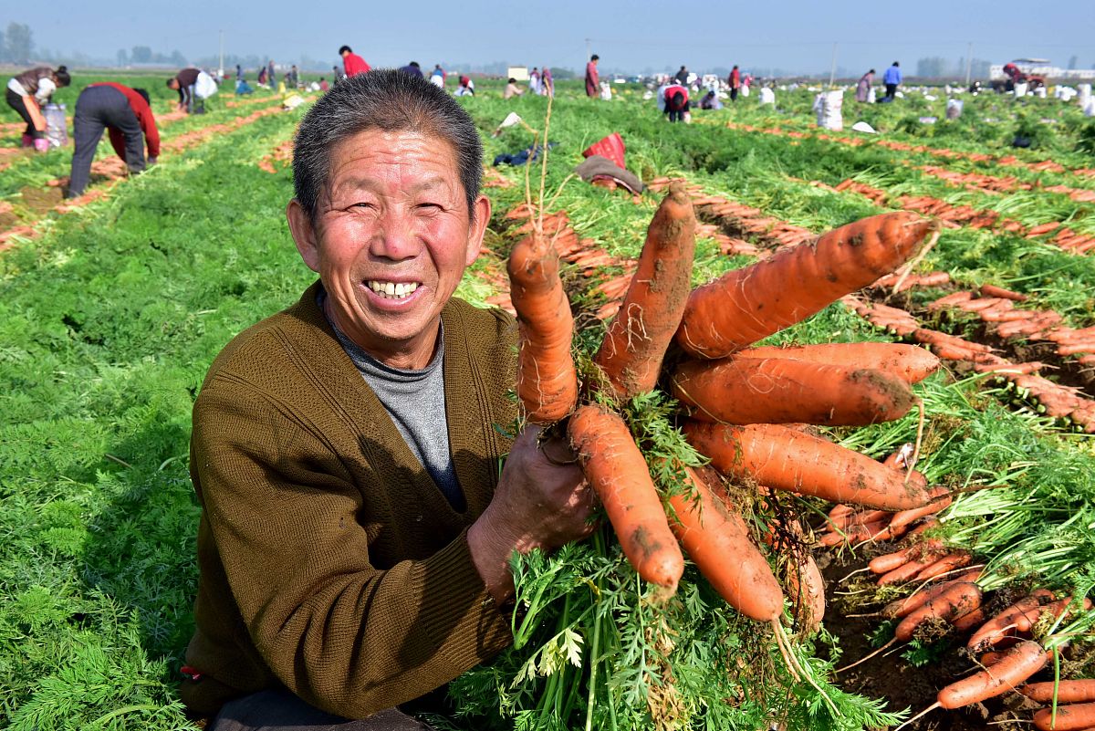 北方种植胡萝卜时间、方法及防寒技巧 - 详细指南