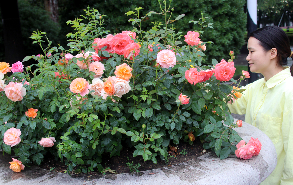 加百列大天使月季优缺点怎么养护1500字