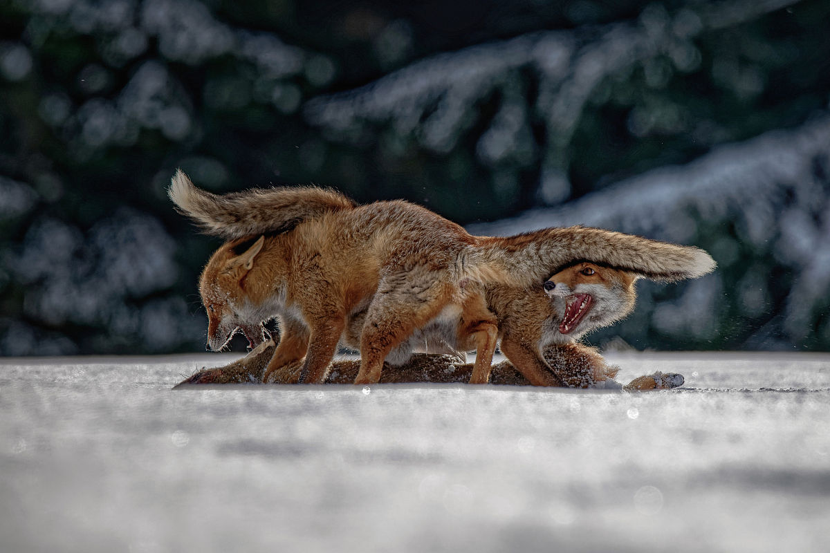哥哥们，你们说的话太伤人了！